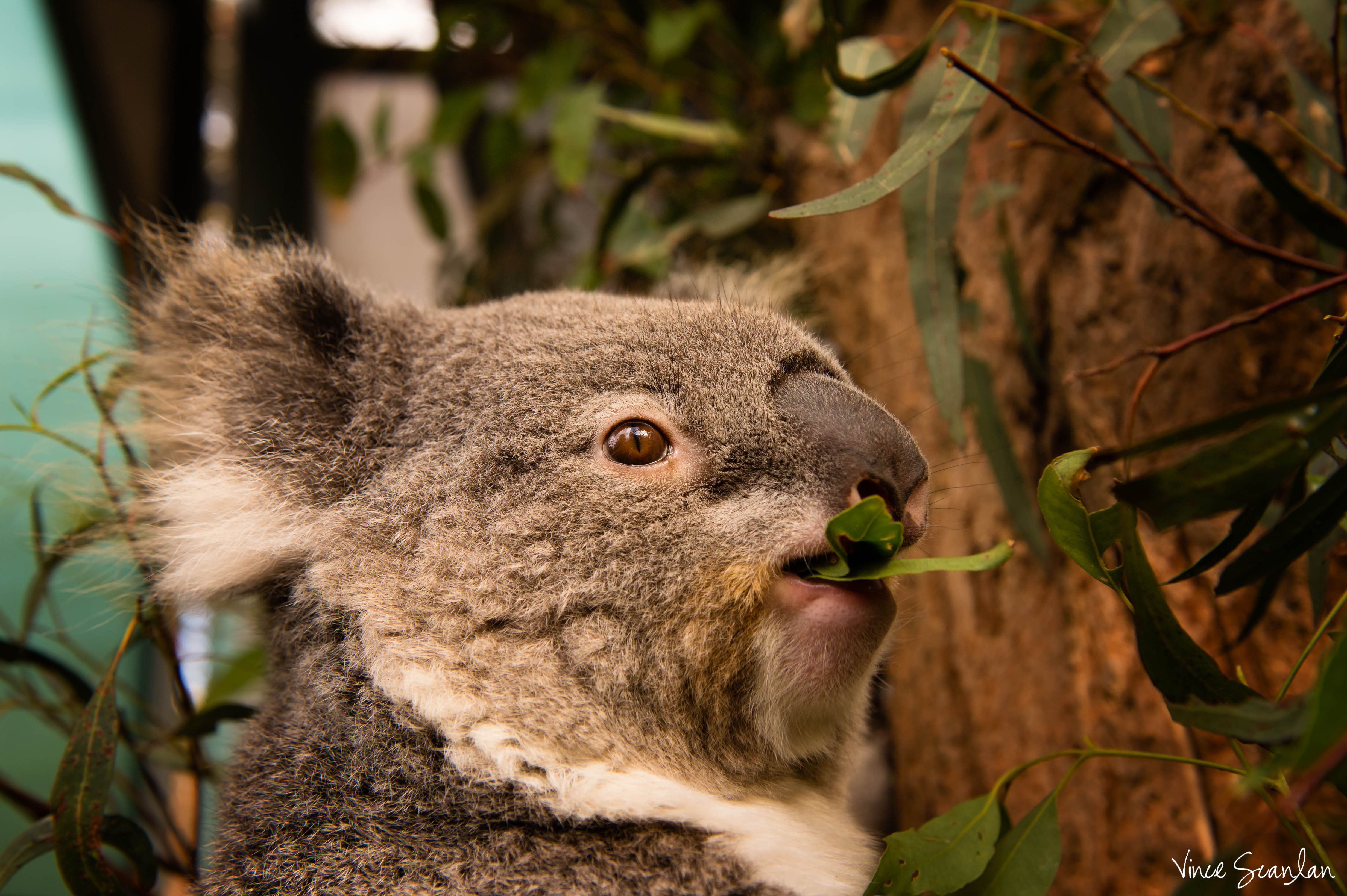 Koala at Lunch
